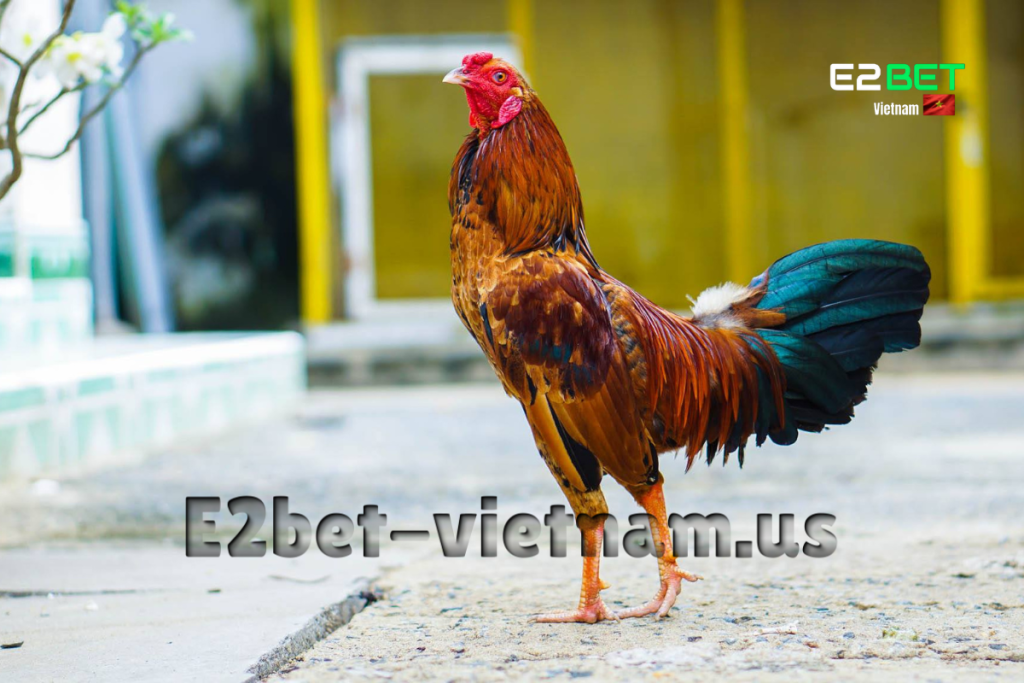 Cách Nuôi Gà Đá Tốt