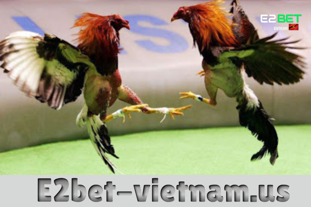 Gà cựa sắt